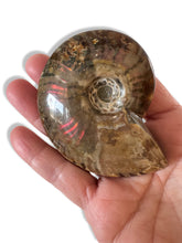 Load image into Gallery viewer, Ammonite, Madagascar