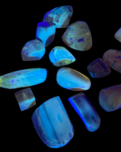 Load image into Gallery viewer, Amber with Bugs, Chiapas, Mexico