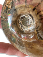 Load image into Gallery viewer, Ammonite, Madagascar