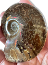 Load image into Gallery viewer, Ammonite, Madagascar

