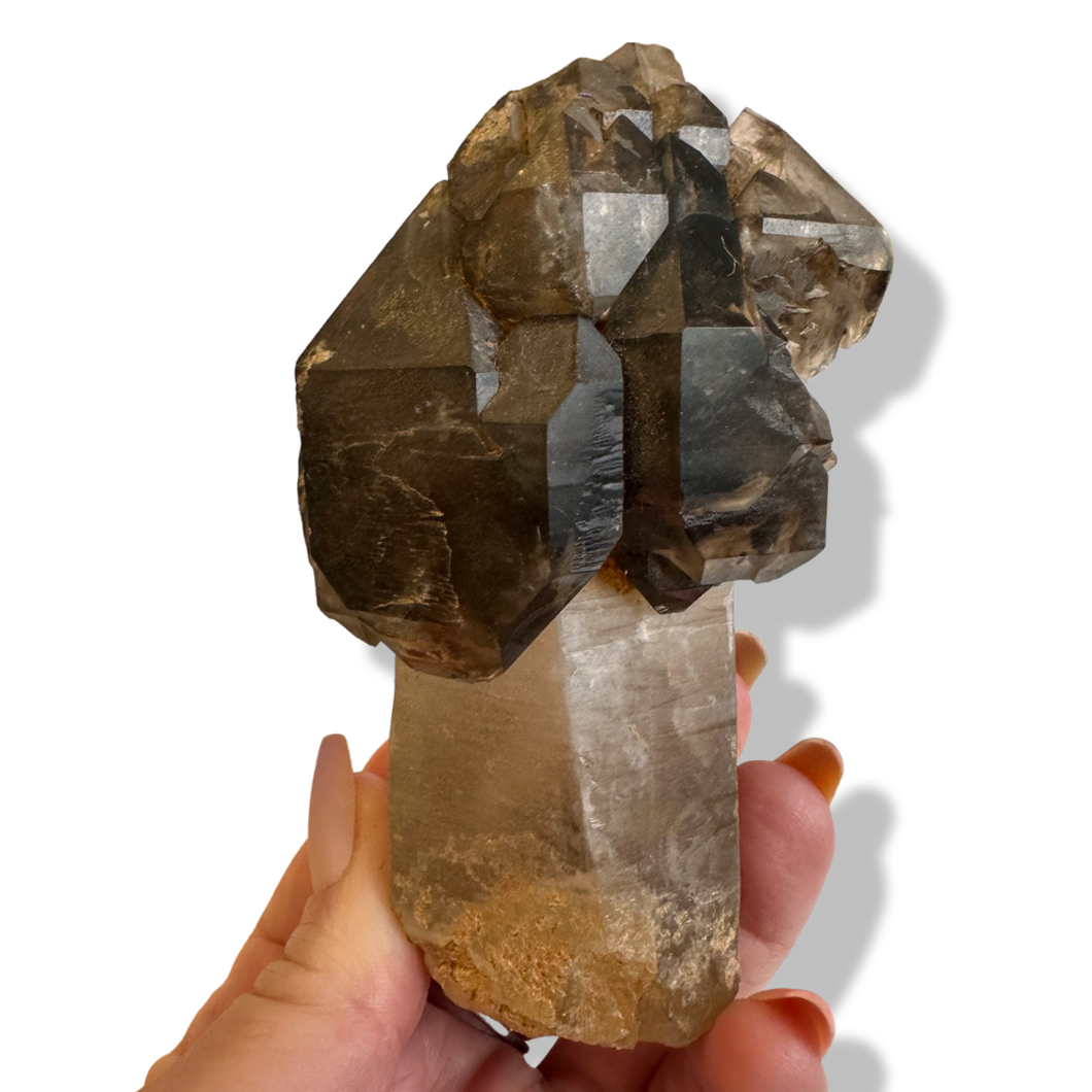 Smoky Quartz Scepte , Karabib, Erongo, Namibia